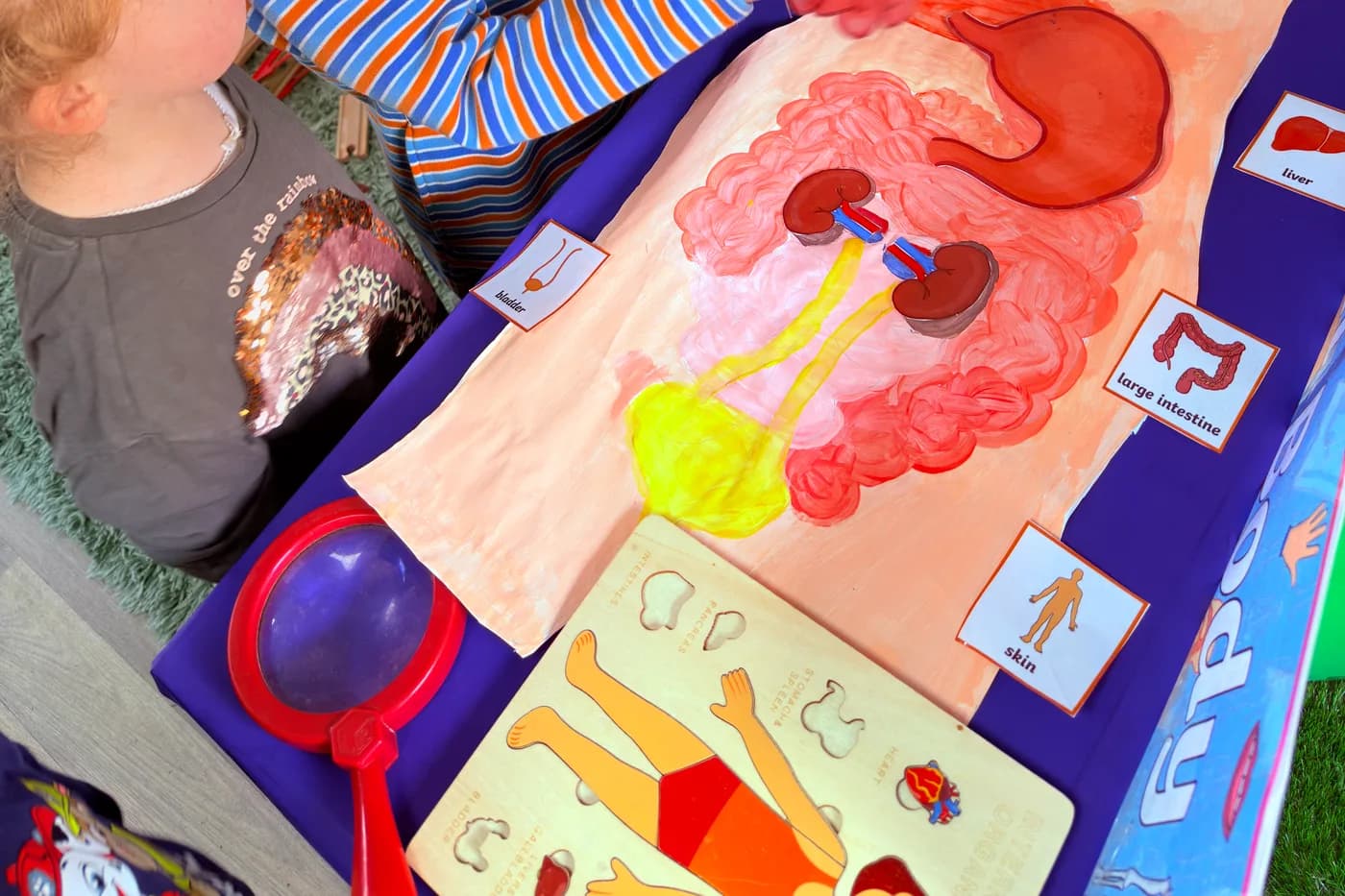 Child exploring the human body organs activity at Blue Nest Montessori Borehamwood