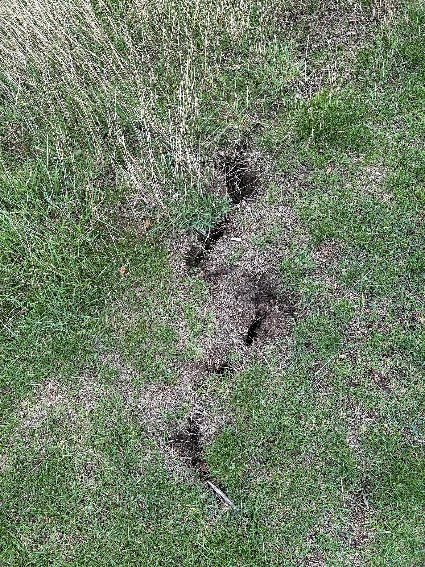Holes dug into the lawn being restored